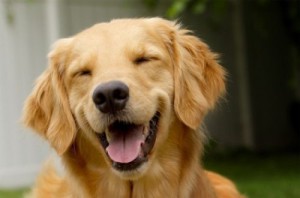 uśmiech psa
