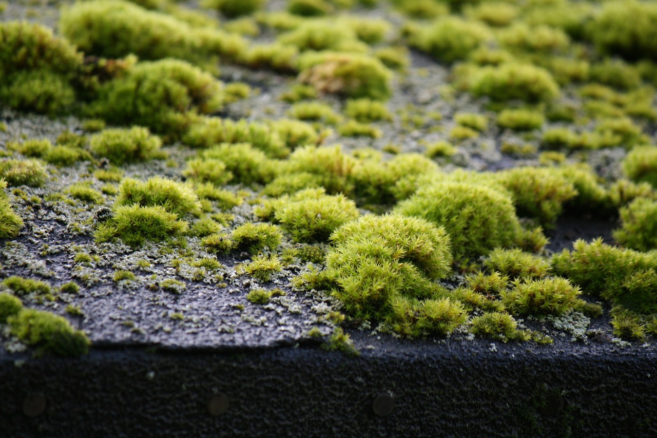 warstwy dachu zielonego